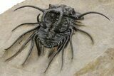 Crazy, Spiny Dicranurus Trilobite - Atchana, Morocco #363024-4